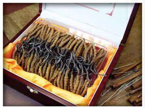 东洲冬虫夏草回收